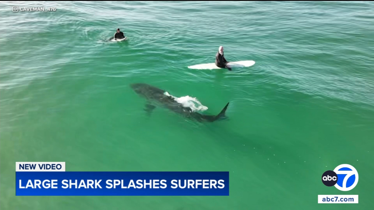 Shark swims near surfers, splashes one with its tail in close encounter off California coast, video shows
       — Oak Brook Sports news